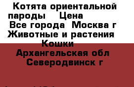 Котята ориентальной пароды  › Цена ­ 12 000 - Все города, Москва г. Животные и растения » Кошки   . Архангельская обл.,Северодвинск г.